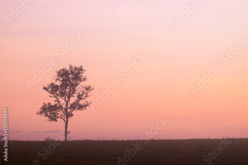 morning time and alone tree in the mist