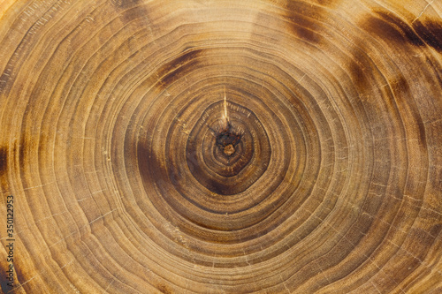 Closeup poplar trunk slice, growth rings. Burnt wood texture.