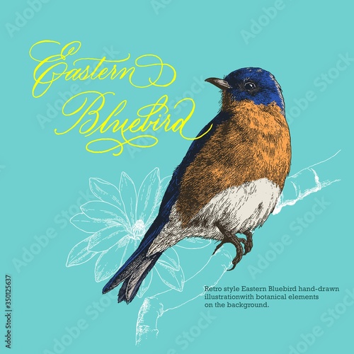 Retro style hand-drawn Eastern Bluebird vector illustration with botanical decorative elements.