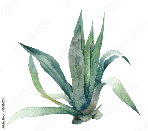 Plant with green leaves (agave) hand drawn in watercolor isolated on a white background. Watercolor floral illustration. Botanical illustration