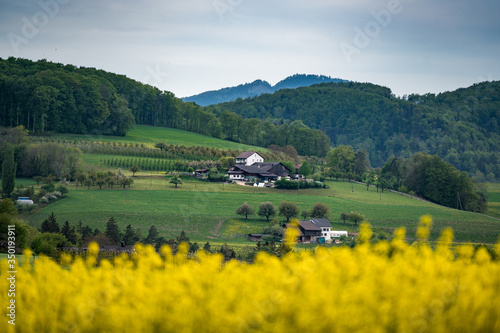 Baselbieter Bauernhof mit blühendem Rapsfeld