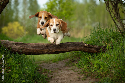 Two beagle dog jump ower a log together active walk with scent hounds