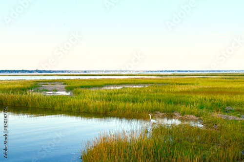 Landscape with vibrant yellow green salt marsh grass and intertidal waters off of Moriches Bay on the south shore of Long Island. Westhampton Beach, NY. Copy space.