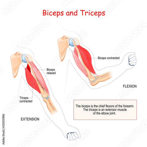 anatomy of biceps and triceps