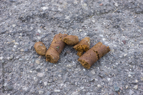 Closeup of dog shit on asphalt floor in the street