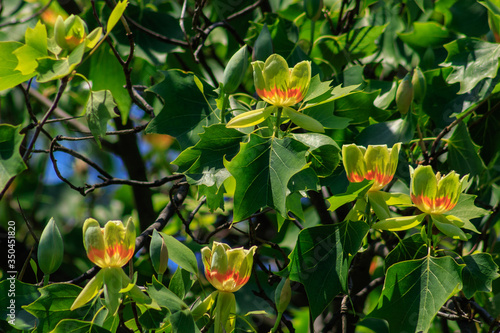 Flowering tulip tree (Liriodendron Tulipifera, Tulip Tree, American Tulip Tree, Tuliptree)