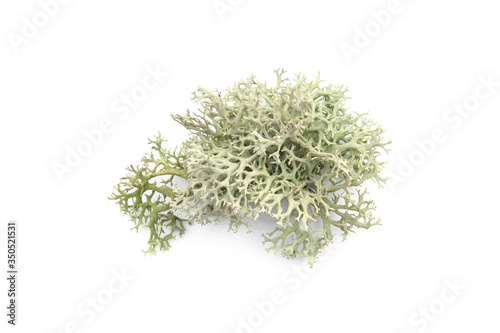 Tree moss isolated on white background. Piece of fresh Lichen forest plant. .