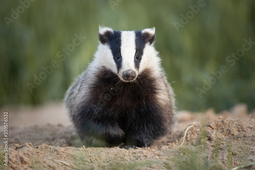 Badger, Meles meles, single mammal at dusk