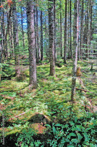 Fundy National Park, located near Alma on the Bay of Fundy in New Brunswick,