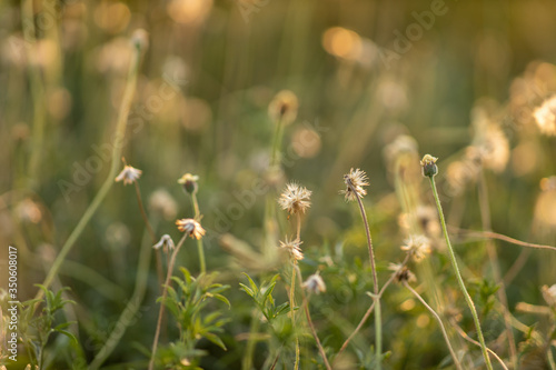 Soft focus of flower grass with light relax at morning time. Grass background.
