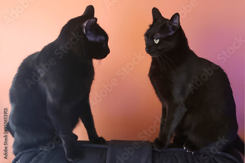 gatos negros