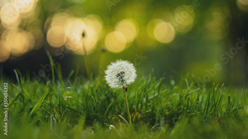 Beauty Close-Ip Dandelion with bokeh and Green Grass