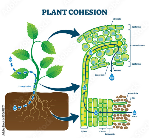 Plant cohesion vector illustration. Labeled water upward motion explanation