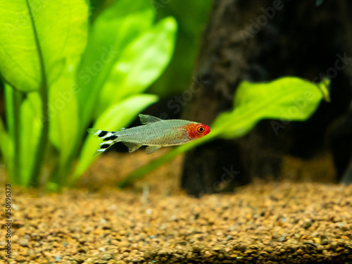 Rummy-nose tetra (Hemigrammus rhodostomus) on a fish tank with blurred background