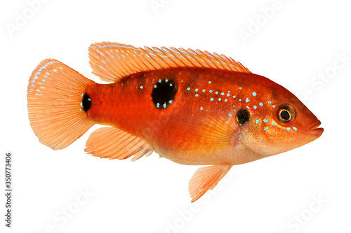 Red Jewel cichlid aquarium fish Hemichromis bimaculatus