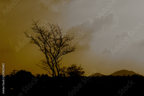 Stock Photo - Lonely tree view in forest jungle at season autumn winter with branches without leaves at a park in a cloudy day grey sky nature vintage retro background photo.