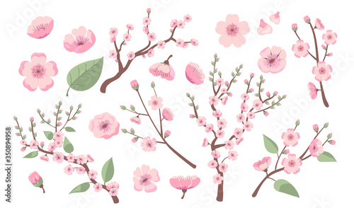 Blooming sakura branches. Apple, almond, peach or cherry tree blossoms, twigs with pink flowers. Vector illustration for spring in Asia, decoration, nature, park topics