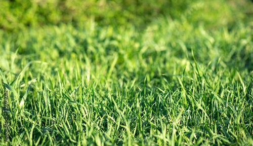 green grass texture on a sunny day