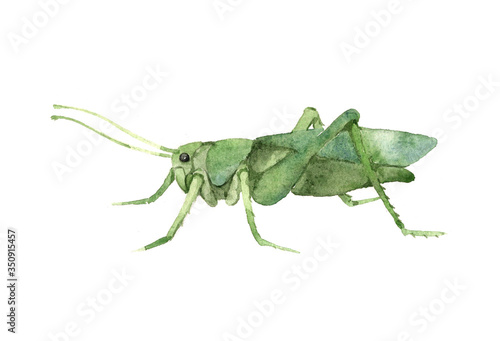decorative green grasshopper in profile, invertebrate insect, voracious locust, color illustration on a white background in watercolor technique