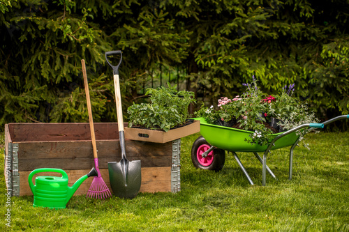 Small organic vegetable garden in urban area. Vegetable garden boxes. Home grown vegetables. A garden wheelbarrow full of soil. beautiful garden arrangements