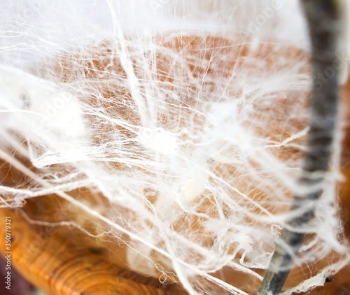 White silkworm threads as background.