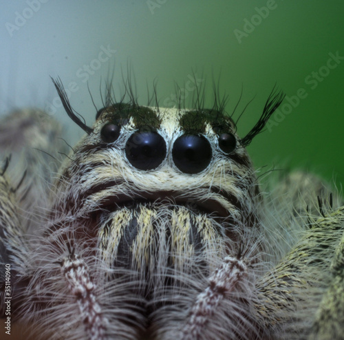 Jumping spider on green background. 