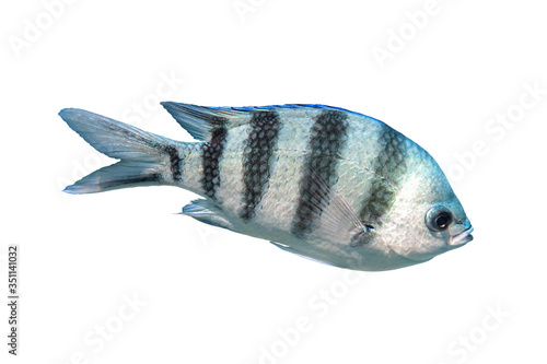 Scissortail Sergeant (Major, Pintano, Abudefduf) Isolated On White Background. Striped Indo-Pacific Tropical Fish. Saltwater Coralfish, Close Up, Side View, Cut Out.