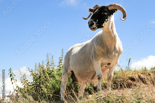 Aue eines Scottish Blackface-Schafes steht auf einer Kuppe und betrachtet wachsam die Kamera