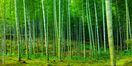 Bamboo forest of Arashiyama near Kyoto, Japan