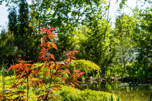 Acer Palmatum maple with bright orange and red leaves on shore of garden pond. Blurred background of evergreens. Selective focus. Close-up. Spring landscaped garden. Sunny day. Place for your text.