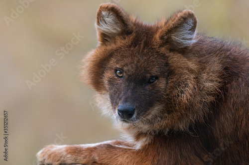 Dhole - chien sauvage d'Asie