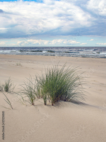 Beach grass on the Baltic Sea shore, Poland