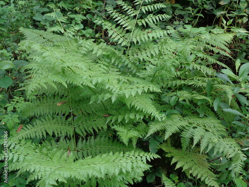Green fern (Polypodiopsida, paku, pakis, Polypodiophyta) with a natural background. It is a member of a group of vascular plants that reproduce via spores and have neither seeds nor flowers.