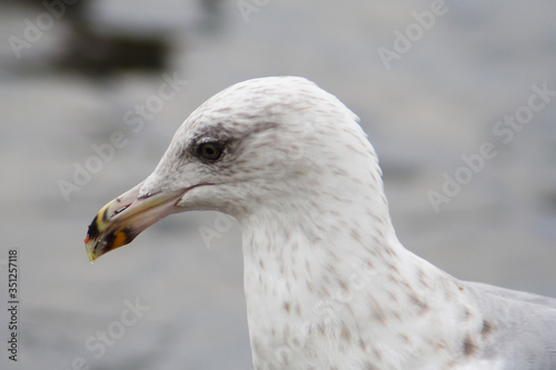  Herring gull bird in the spring