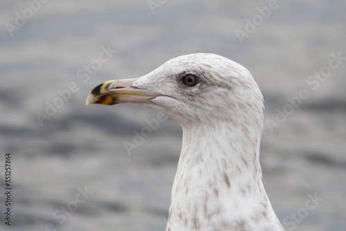  Herring gull bird in the spring