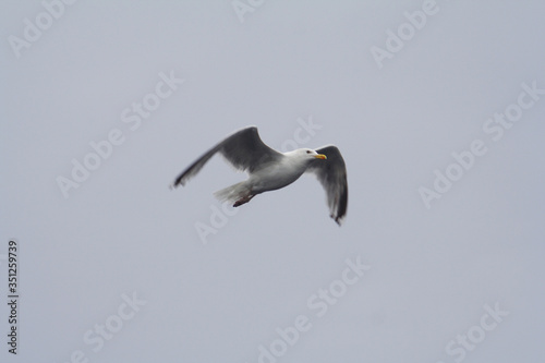  Herring gull bird in the spring