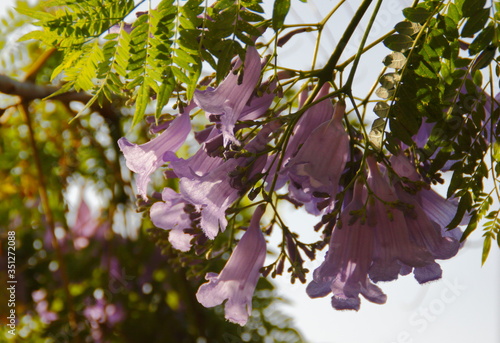 jakaranda purple flowers