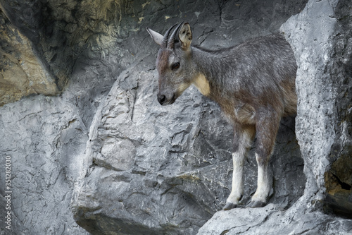 goral