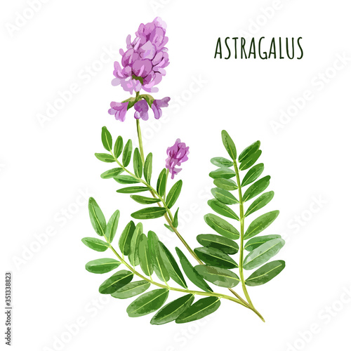 Astragalus with flowers and leaves, medical tea herb