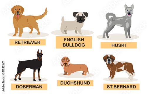 Group of hunting dogs breeds vector illustration. Cartoon character pets isolated on white background