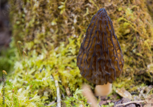 Wild Black Morels edible mushrooms on forest floor