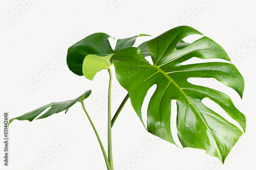 Monstera delicosa plant leaf on a white background mockup