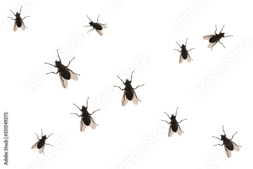Flies isolated on white background, abstract pattern with fly. Black fly silhouette on white.
