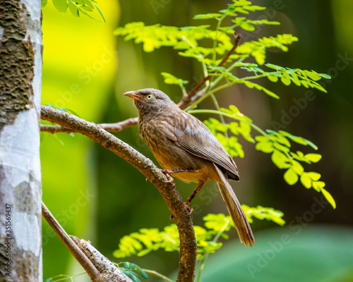 The jungle babbler