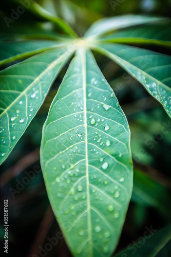 Dew drops on cassava leaves in the morning