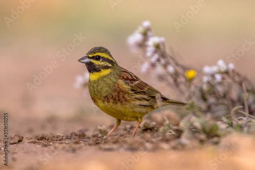 Cirl bunting in garden