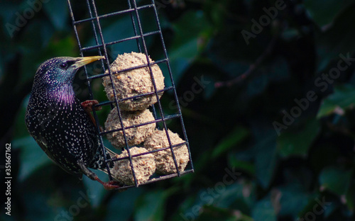 Starling feeding from suet balls in a bird feeder