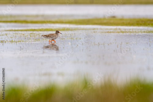 Common redshank (Tringa totanus) foraging in the water