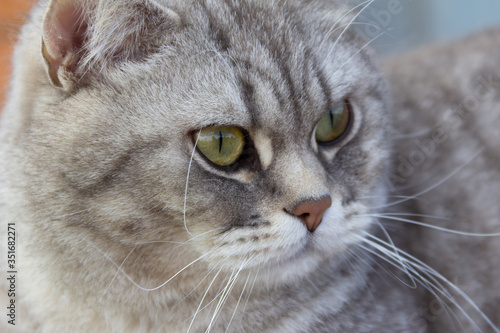 Grey scottish straight cat sitting outside.