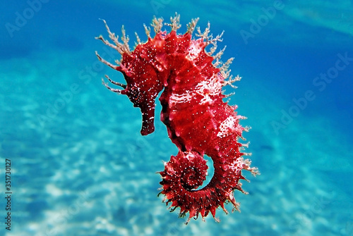 Red long-snouted seahorse - Hippocampus guttulatus 